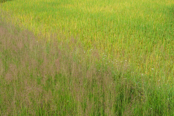 Rice with high grass background