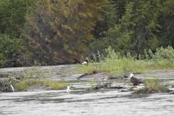 Bald Eagle(s) Eating a Moose Corpse on a Alaskan River Bank