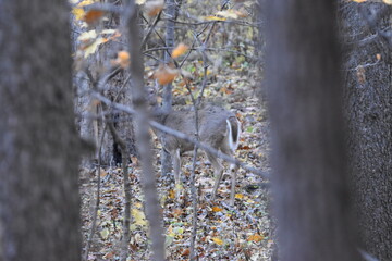 Whitetail Deer in Woods