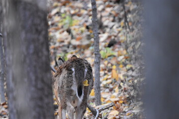 Whitetail Deer in Woods