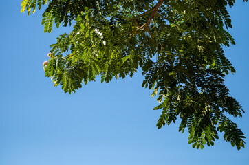 Green Leaves and Pink Flowers on a Monkey Pod Tree in Hawaii.