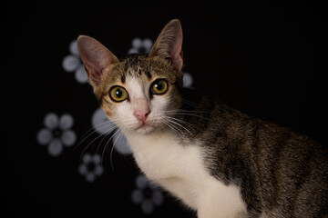 Loveable little domestic cat with giant ears