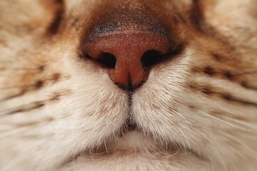 Adorable cat, macro photo of muzzle. Lovely pet - Powered by Adobe