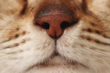 Abwaschbare Fototapete Makrofotografie Adorable cat, macro photo of muzzle. Lovely pet