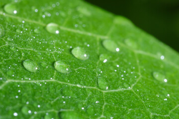 Macro photo of leaf with water drops on blurred green background