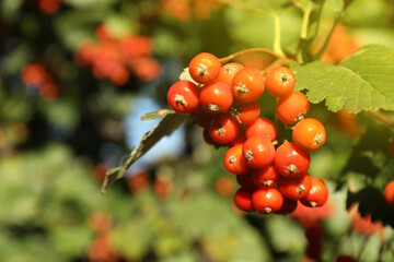 Rowan tree with many berries growing outdoors, closeup. Space for text