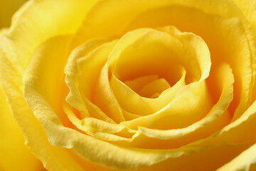 Beautiful rose with yellow petals as background, macro view