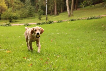 Cute Labrador Retriever puppy with ball running on green grass in park, space for text