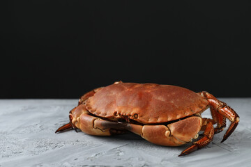 Delicious boiled crab on grey textured table, space for text