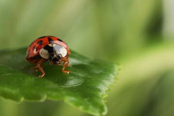 Ladybug on green leaf against blurred background, macro view. Space for text