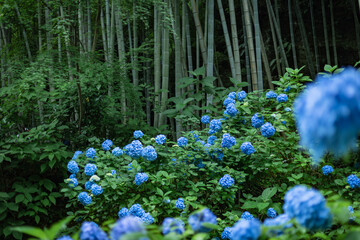 blue Hydrangea in Meigetsuin, Kamakura City, Kanagawa Prefecture, Japan, summer 2023