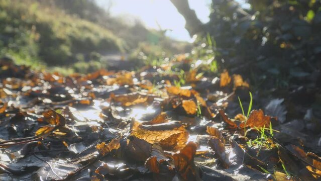Leaf litter close up on bright autumn early morning on woodland path. Half speed slow motion. Quarter stop mist filter.