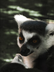 Lemur portrait 