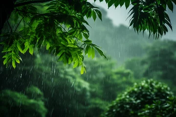 Foto op Plexiglas the rain drops water over green leaves in a rainforest © Iuliia