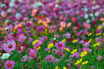 cosmos flower