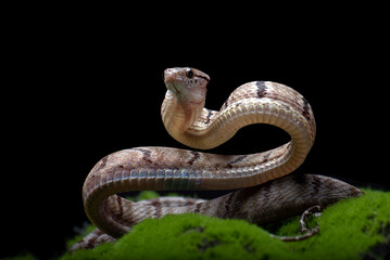 Close-up portrait of a dog-toothed cat snake 