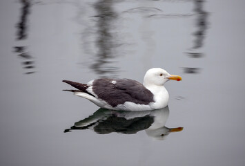 Seagull floating in Ventura Harbor in Ventura California United States