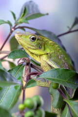 Maned Forest Lizard on a tree branch