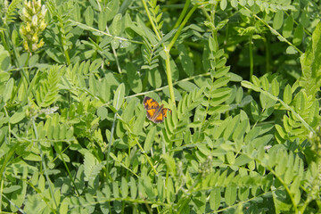 Orange Butterfly in the Grass