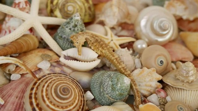 Seashells, starfishes and corals with pearls close-up