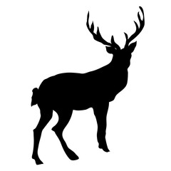 winter forest antler deer