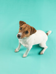 Jack Russell Terrier looking up on a turquoise background.