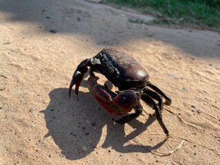 Crab Field crab on floor