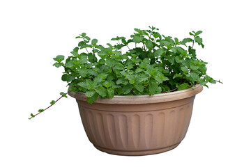 Peppermint tree in plastic basket isolated on white background included clipping path.