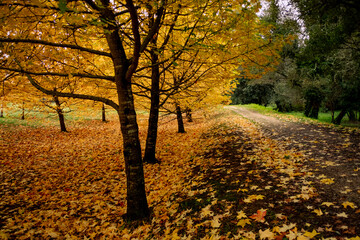 Autumn forest pathway