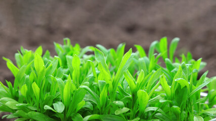 Green young plants. Selective focus.