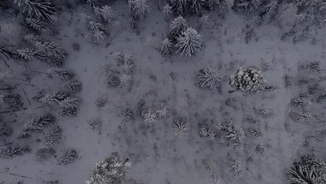 Slowly glding top down aerial drone footage of boreal forest during frozen winter