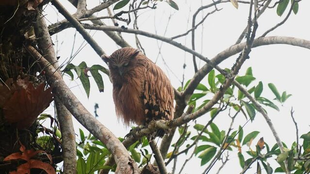 Looking down and opens its mouth to lawn then looks straight towards the camera, Buffy Fish Owl Ketupa ketupu, Fledgling and Mother, Thailand