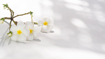 Fototapeta na wymiar Beautiful plumelia flower on white background, special in spa