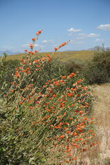 The desert flora of McDowell Mountain Regional Park is replete with spring blossoms.   - 678977125