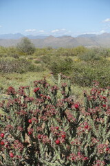 The desert flora of McDowell Mountain Regional Park is replete with spring blossoms.   - 678977144