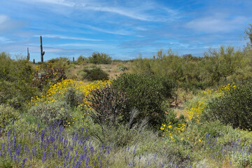 The desert flora of McDowell Mountain Regional Park is replete with spring blossoms.   - 678977305