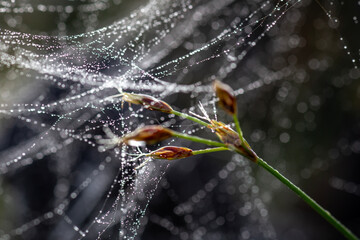The beauty of wild flowers of Thailand