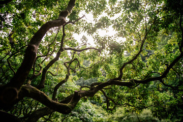 Fototapeta premium tree in the forest