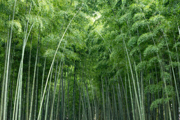 瑞々しい新緑の竹林