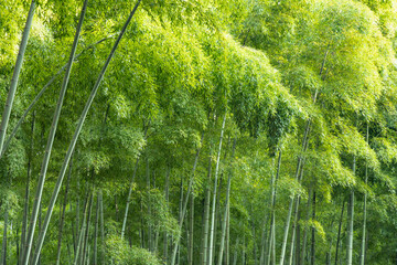 Fototapeta premium 瑞々しい新緑の竹林