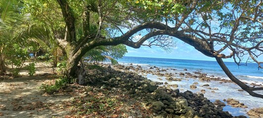 Tree and the Ocean on the Reef