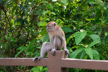 Naklejka premium A playful and wild gray-brown monkey is squatting on the railing at a corner of Cyberjaya Public Park, savoring the comfortable morning temperature and the fresh air.