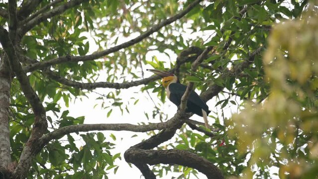 A male looking up while opening its mouth several times as it moves its head as seen from under the tree, Wreathed Hornbill Rhyticeros undulatus, Male, Thailand
