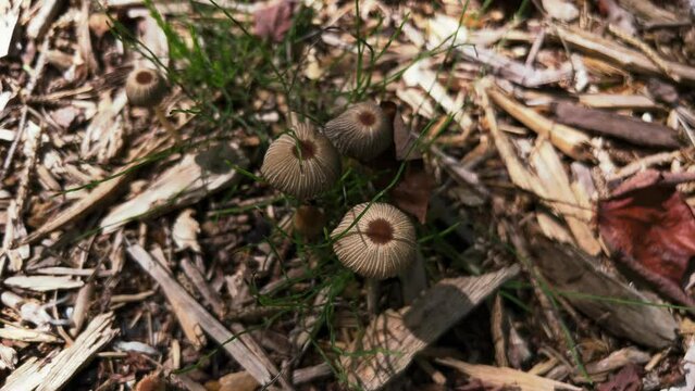 Top view of umbrella-shaped Goldenhaired Inkcap Parasola auricoma fungus