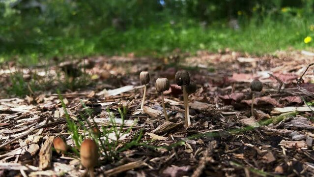 Goldenhaired Inkcap wild mushrooms growing from detritus dying, low angle side