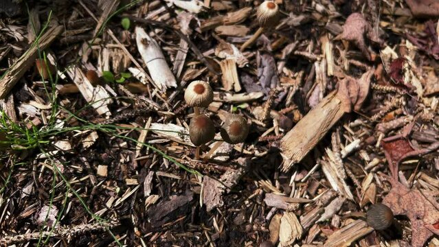 Top view of Goldenhaired Inkcap growing from woodland duff on forest floor