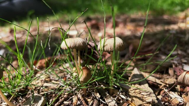 Goldenhaired Inkcap Parasola auricoma fungus growing from woodland detritus