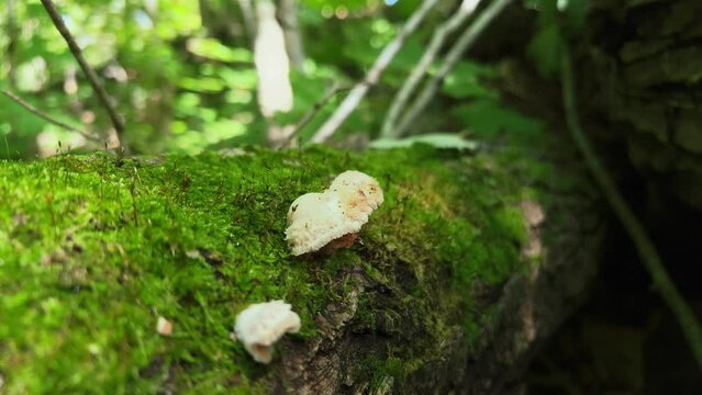 Hericium edible mushrooms growing from side of mossy log in woods, Ontario