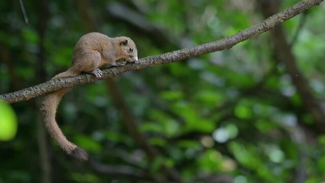 Resting on the vine while the camera zooms out, Grey-bellied Squirrel Callosciurus caniceps, Thailand
