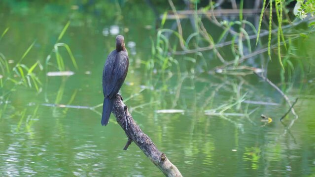 Great cormorant sits on a branch in a natural pond and performs various poses.